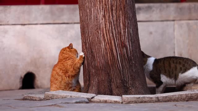 Flower cat and orange cat fight for a hole