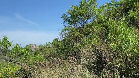 12/19 - Explorando a Trilha do Morro do Macaco em Bombinhas: Uma Experiência Imersiva! #bombinhas