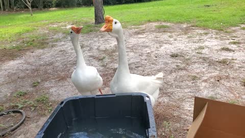 Little ones first Swim