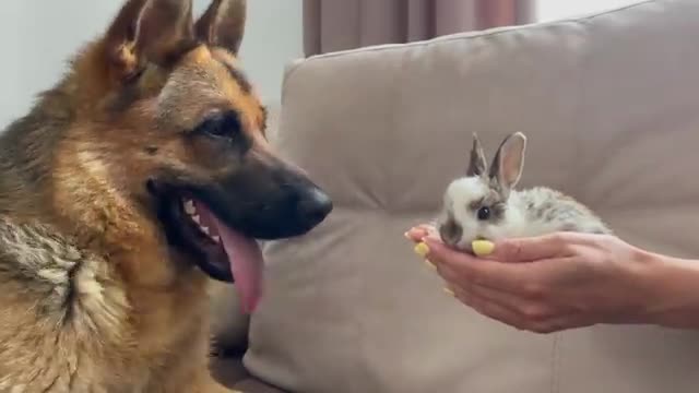 German Shepherd Loves Baby Bunny