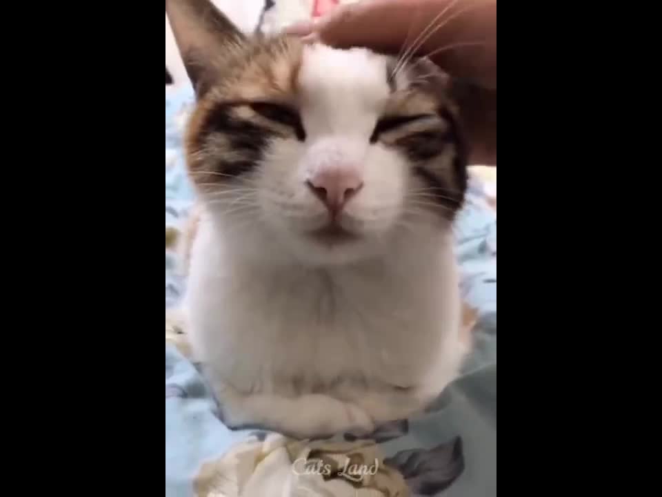 Funniest cats🐱video part 2 #sheru22kh #catsvideo #part2
