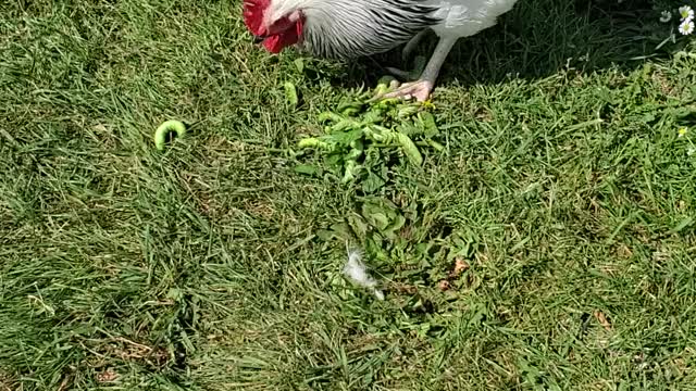 Tomato Hornworm Control