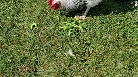 Tomato Hornworm Control