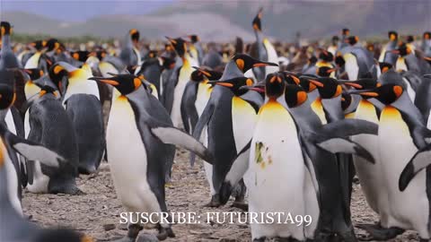 PINGUINOS EN SU NATURALEZA