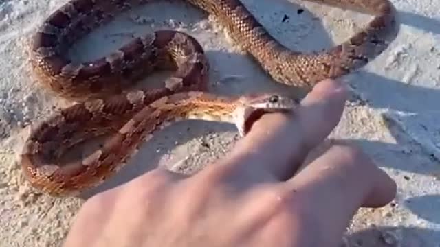 La MEJOR serpiente como mascota