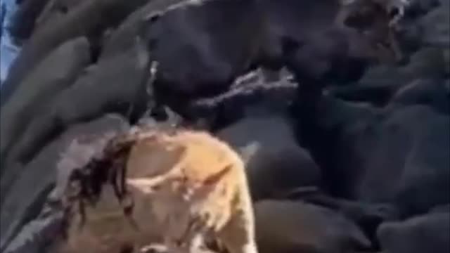 THE FIGHT ENDED IN A BATH