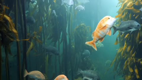 A wonderful view of diver and golden fish at the bottom of the sea