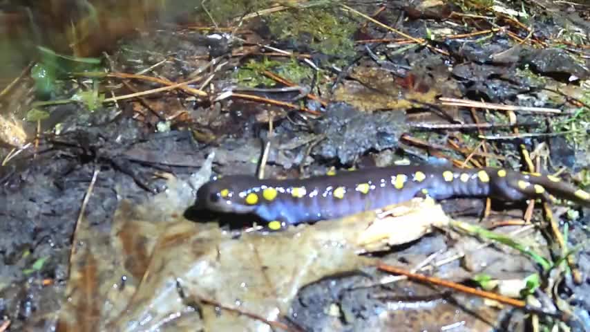 Researchers find mutated salamander growing an extra leg