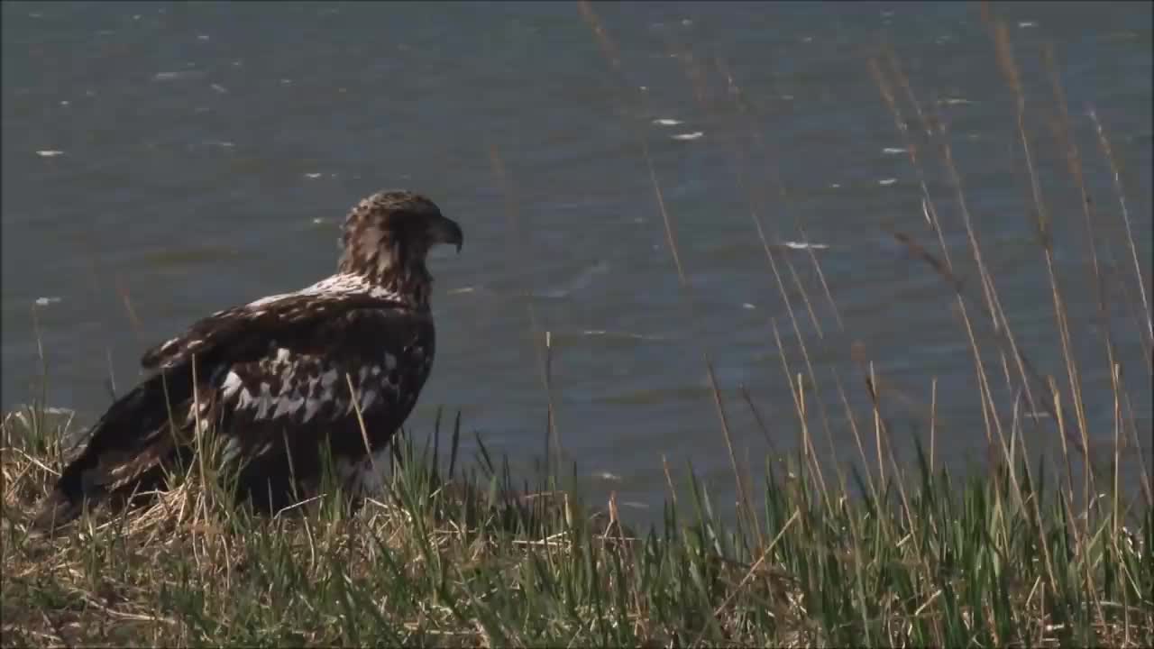 All About Bald Eagles for Kids: Animal Videos for Children - FreeSchool