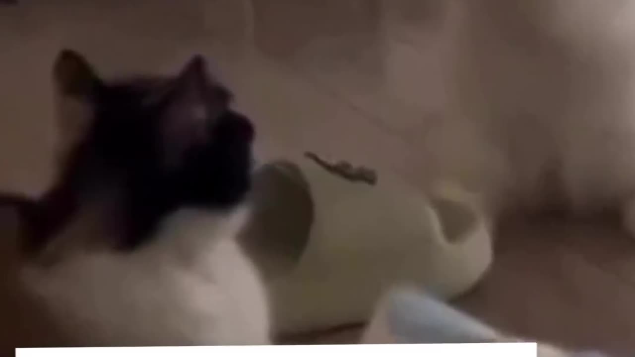 Cute cat😍