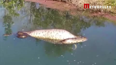 ​Pescadores flagram sucuri de “barriga cheia”