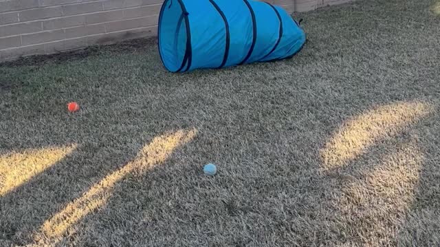 Storm The Heeler Playing in Agility Tunnel