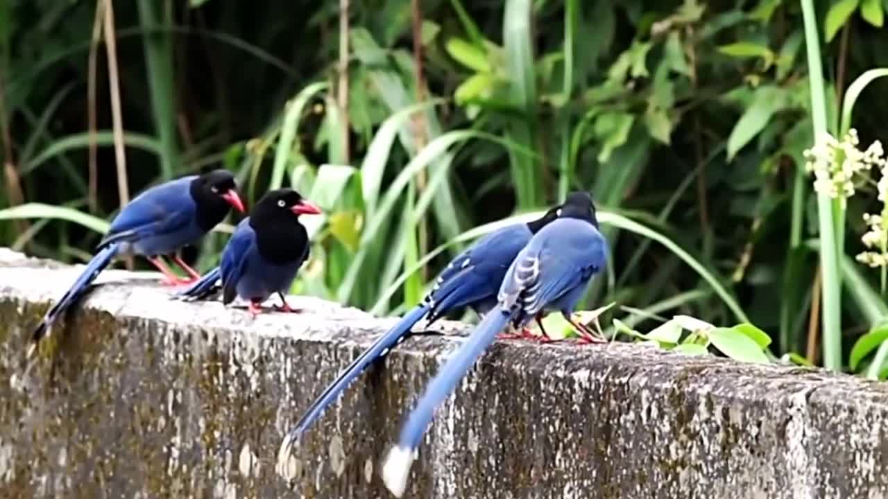 nature nature bird Nature And Wildlife Video –Bird and animal is beautiful creature on our planet