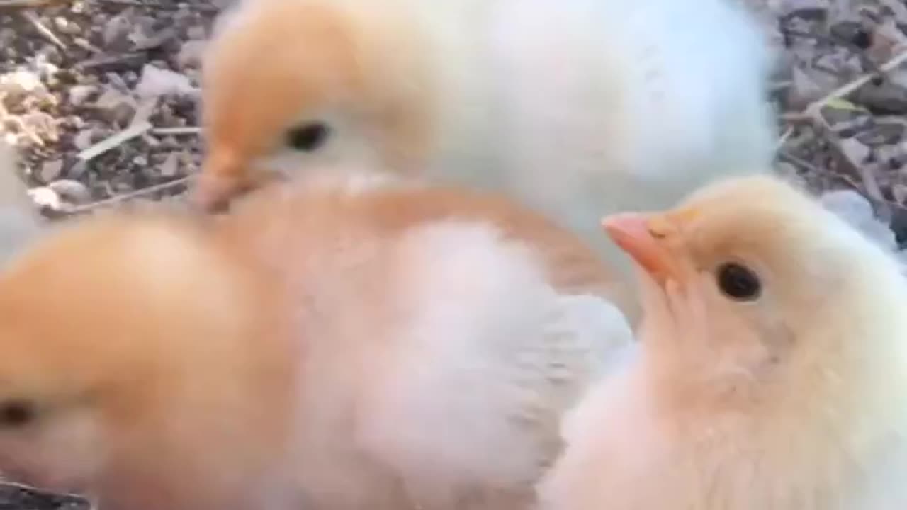 funn and cute chicken_shortvideo