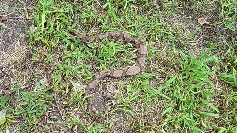 Copperhead had a bad day