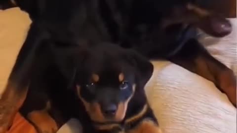 Cute dogs video