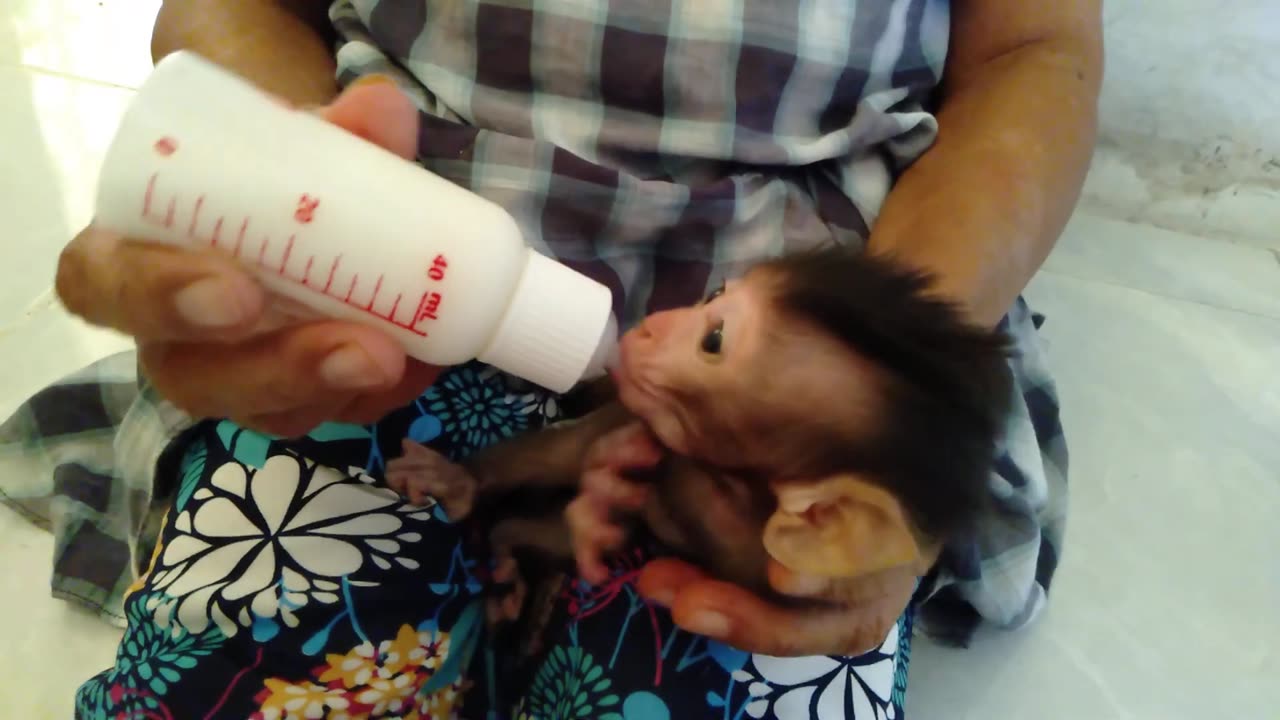 Newborn babies are helped to drink milk