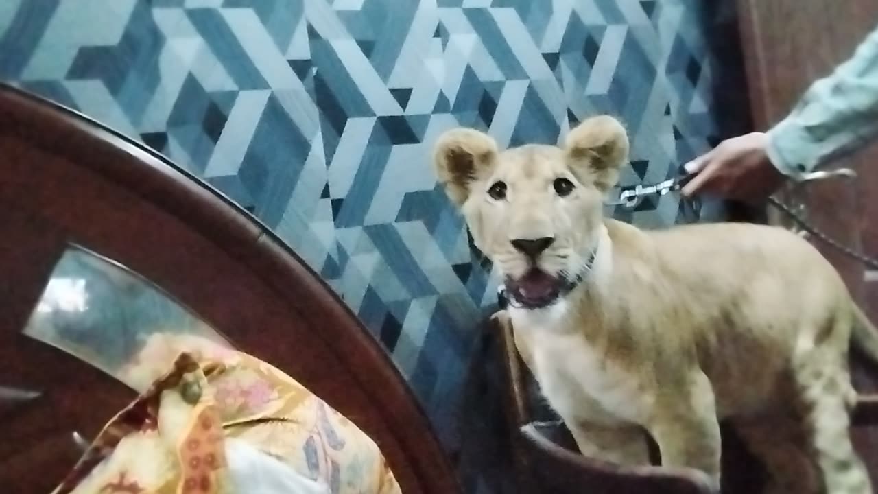 My Beautifull Lion