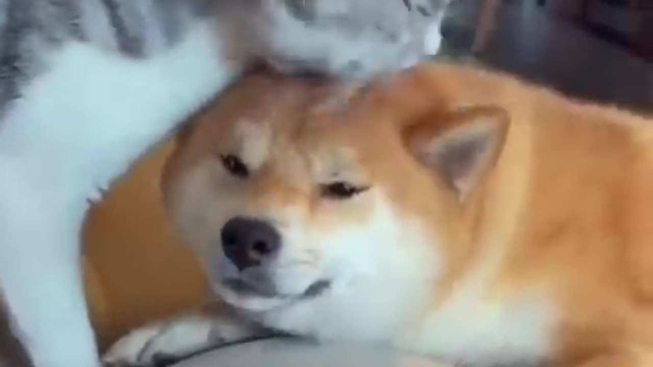 Unlikely Friendship: Astonishing Cat and Dog Duo! Short