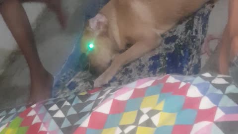 My labra dog