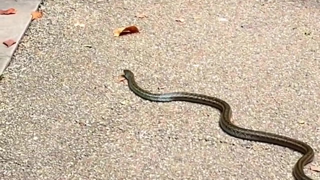 Snake Mating | Amazing Snakes shorts #snake #snakes #snakemating #shorts #short #shortvideo