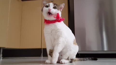 Sweet little Cat with Red bib waiting for His Food