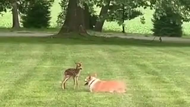 Fawn meets corgi 🦌