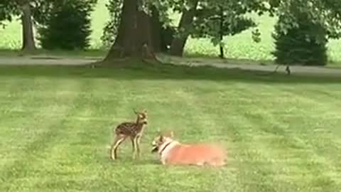Fawn meets corgi 🦌