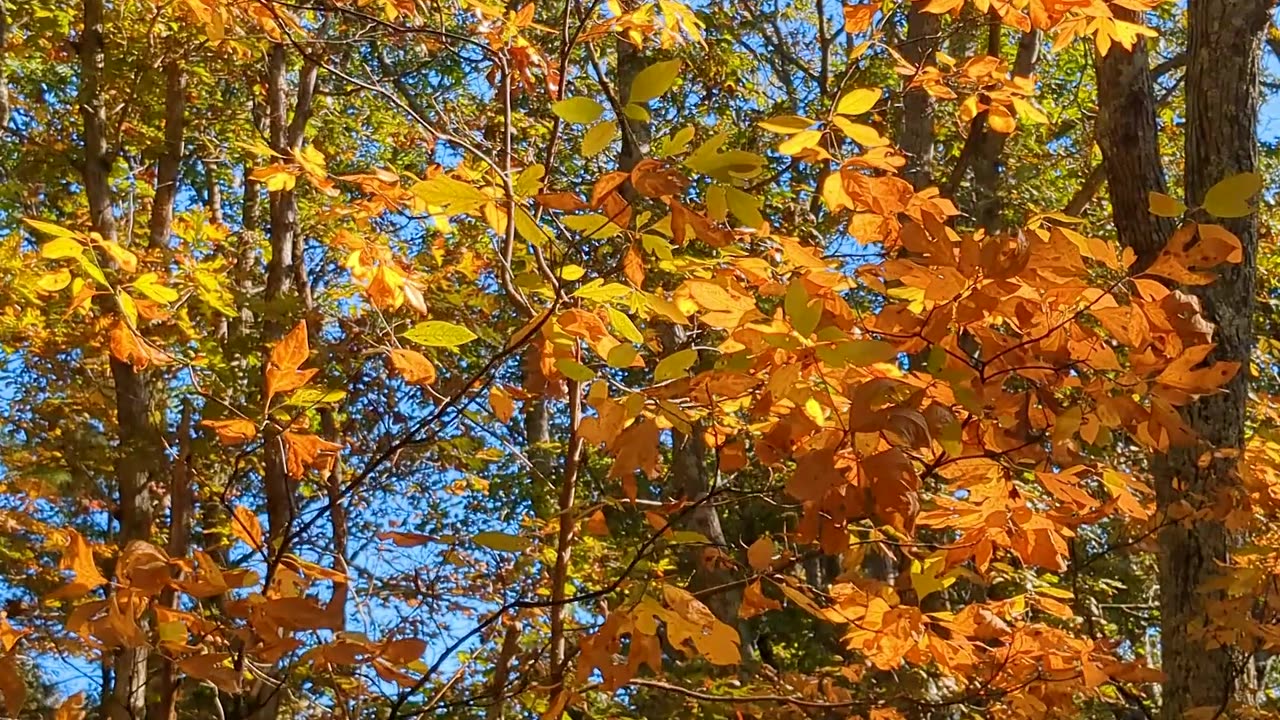 Gorgeous Autumn Leaves on a Windy Morning...Also, crows!