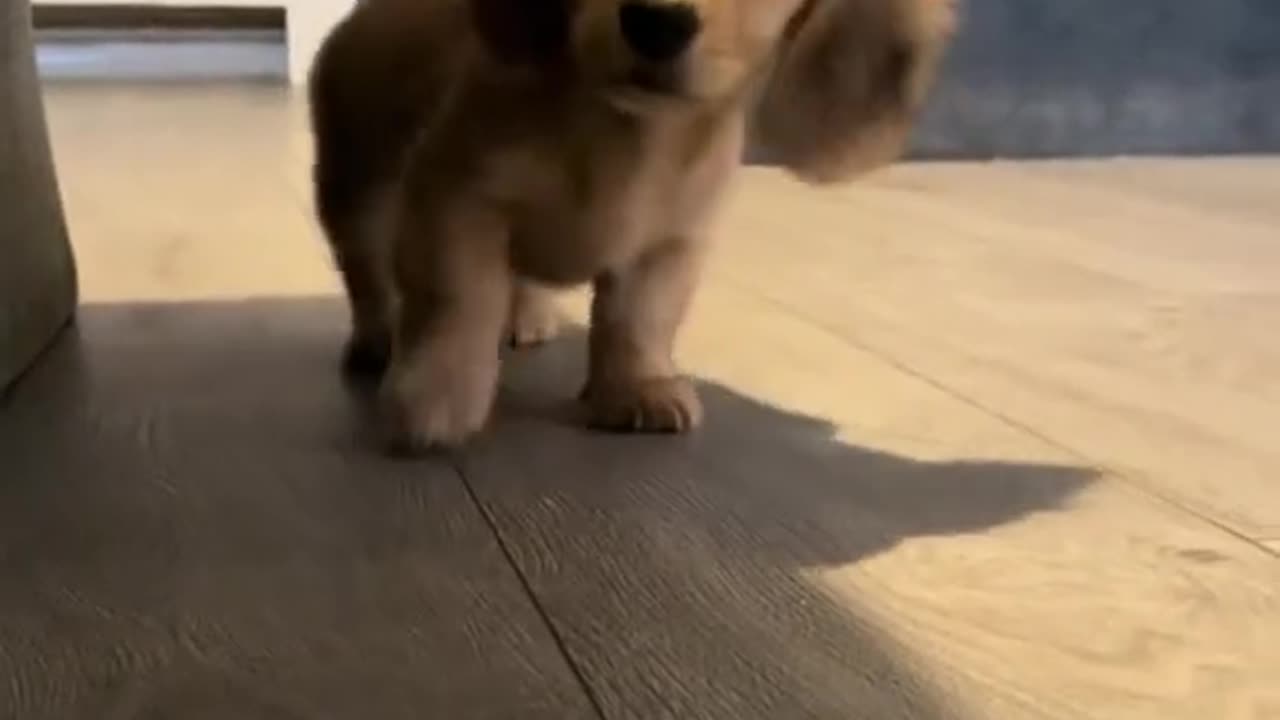 Puppy's happy hops