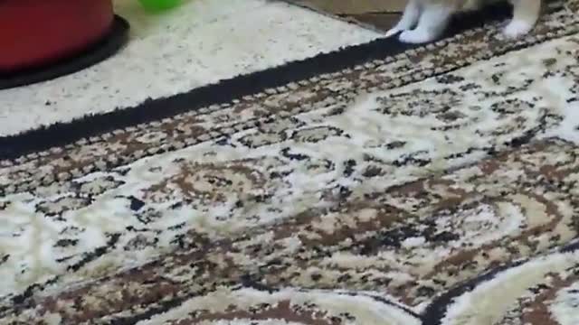 Baby cats play with each other