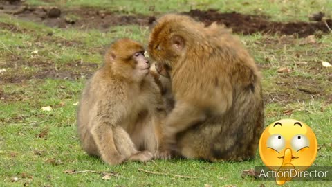 Monkey is playing with her baby looking so cute