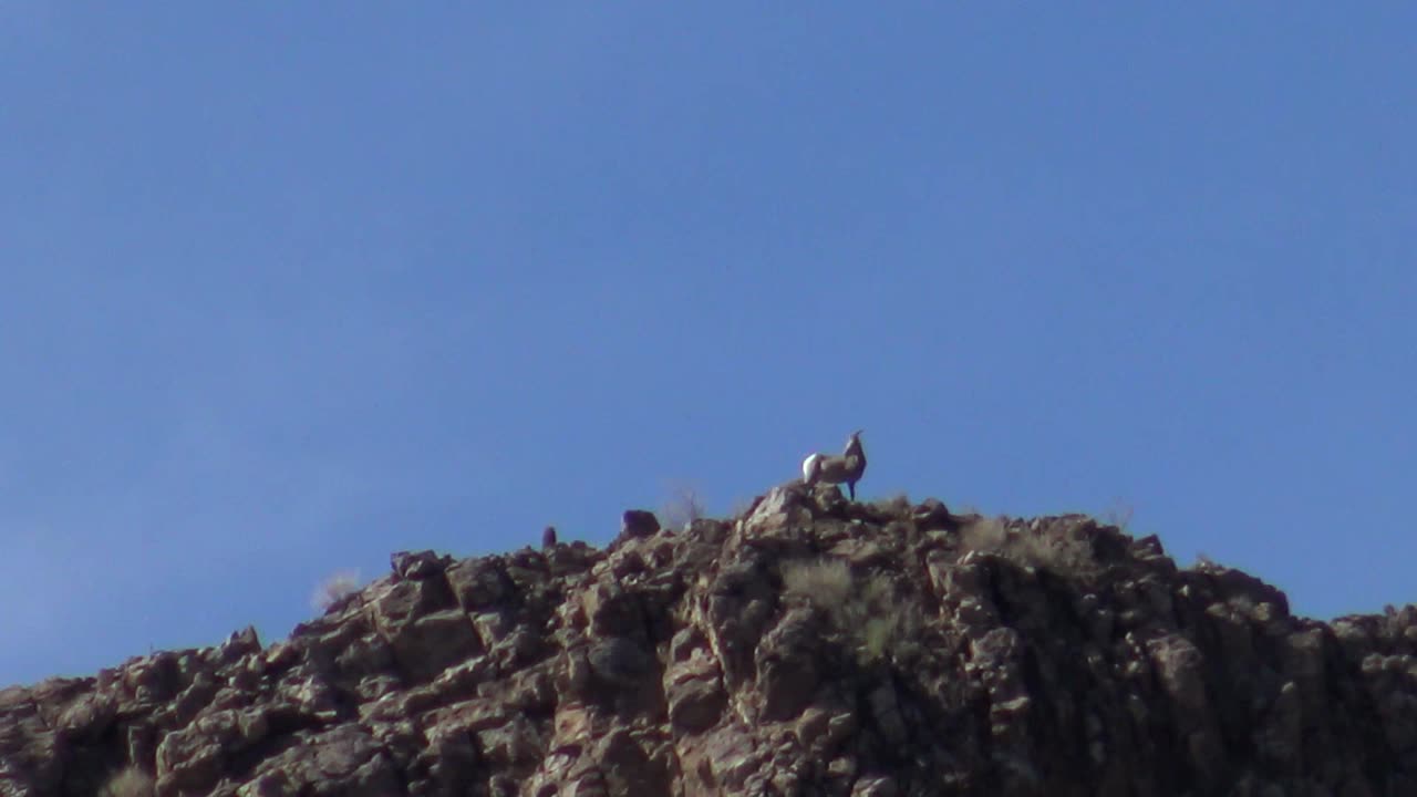 Another day at Hewitt with the Goats