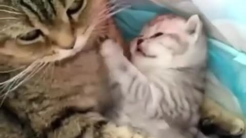 Kucing jalanan