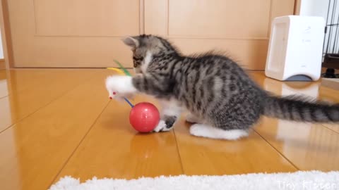 Kitten Coco vs Toys that get up indefinitely