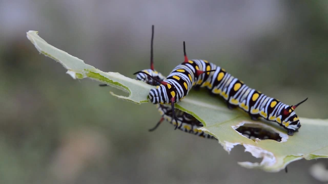 twin caterpillars eating leaves