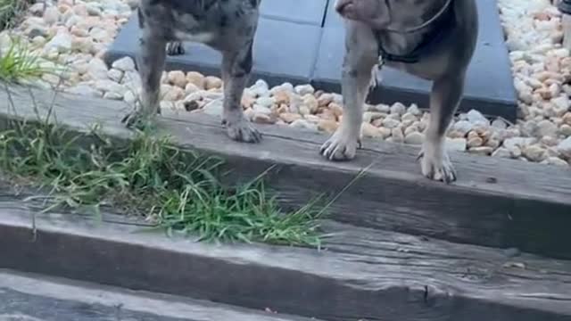 Puppies playing frenchies