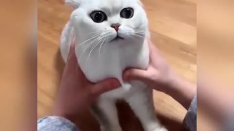 Funny Videos of cute cats