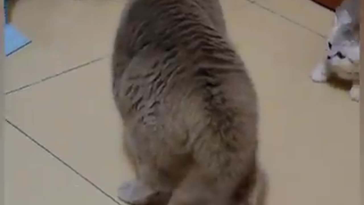 Cat is Funny _shorts