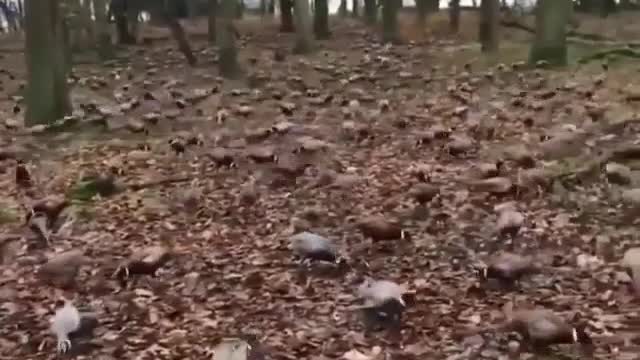 oho