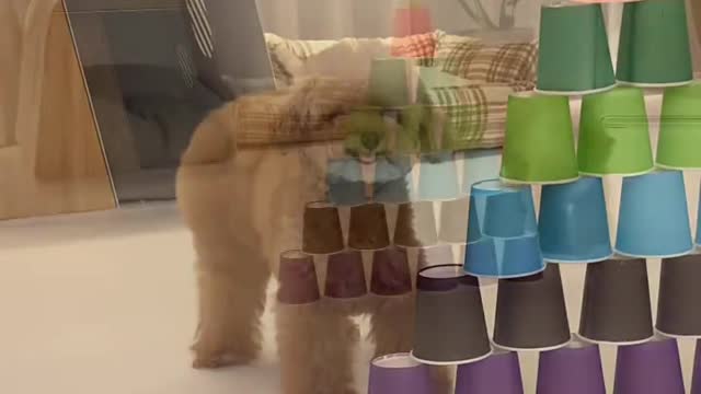 pet dog