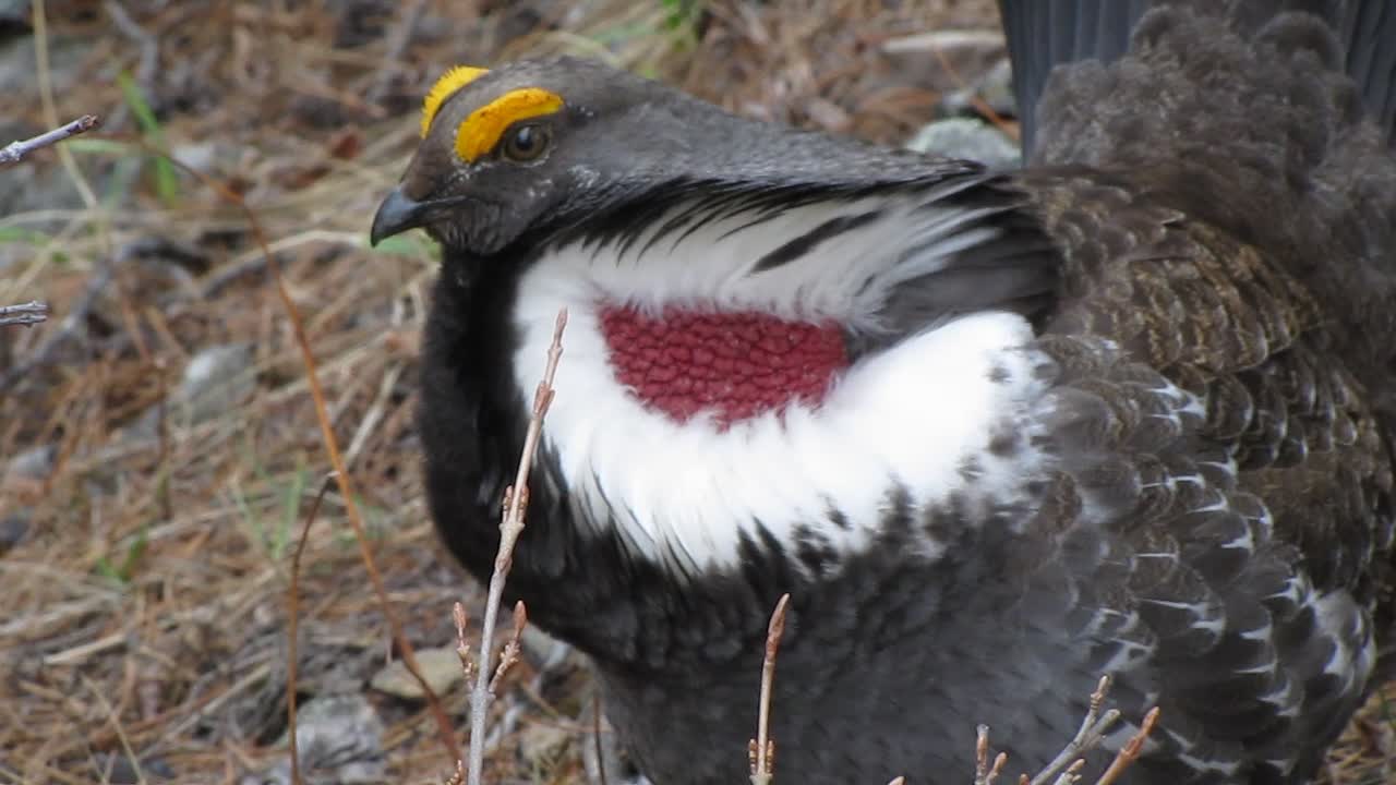 Blue Grouse