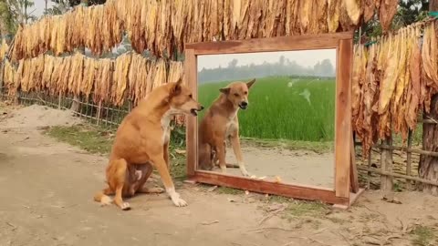 See how the dog is doing with his shadow, a funny scene