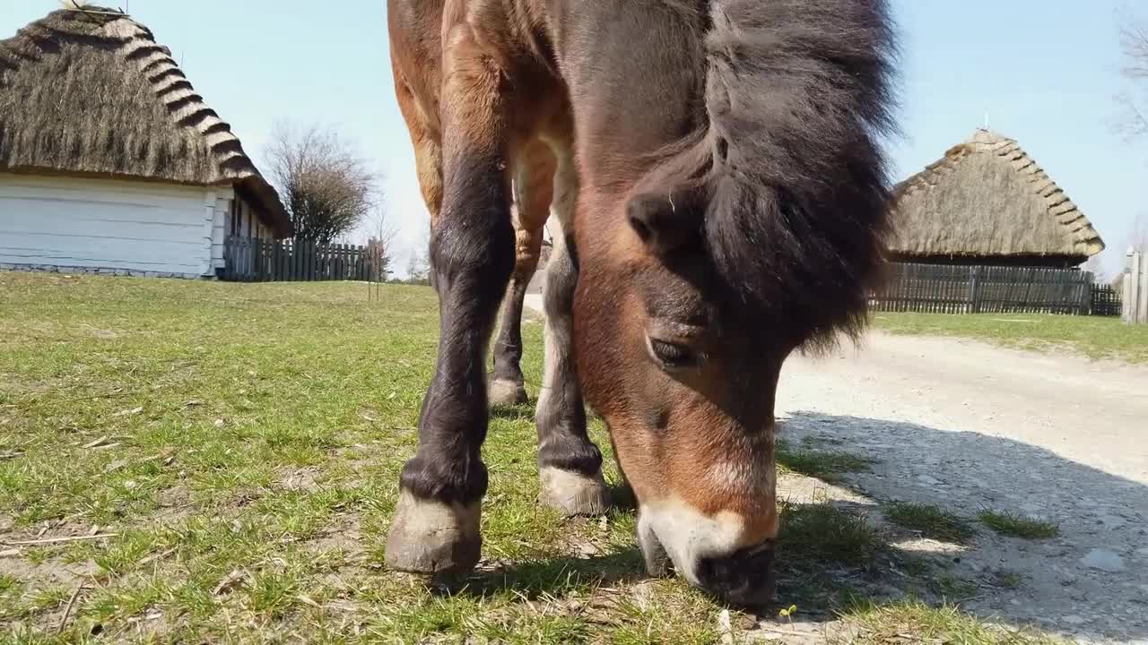 Medium shot of horse eating grass in an old European Celtic village of the early 20th century