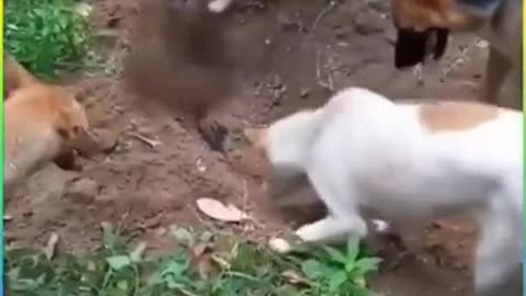 I Was Really Surprised to See This Video #shorts #viral #shortsvideo #video