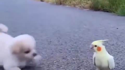Playing dog and parrot