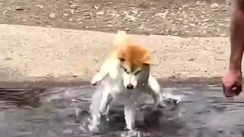 Funny animal part 11, funnyanimal,funnycat,funnydog