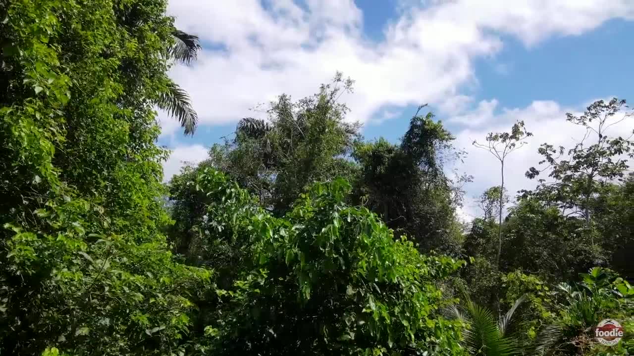 WASAMAKI HOMESTEAD IN TRINIDAD