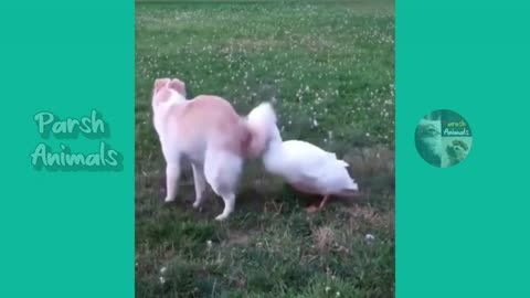 A funny Animal Video_
