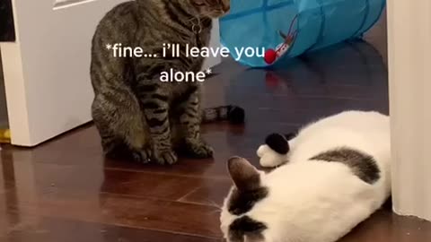 TRY NOT TO LAUGH 😆 Best Funny Videos Compilation 😂😁😆 Memes